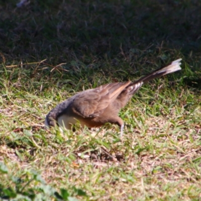 Pomatostomus temporalis temporalis (Grey-crowned Babbler) at Walgett, NSW - 3 Jul 2024 by MB