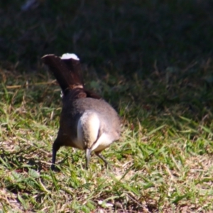 Pomatostomus temporalis temporalis at Walgett, NSW - 3 Jul 2024