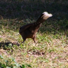 Pomatostomus temporalis temporalis at Walgett, NSW - 3 Jul 2024