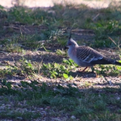 Ocyphaps lophotes (Crested Pigeon) at Walgett, NSW - 3 Jul 2024 by MB