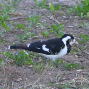 Grallina cyanoleuca at Walgett, NSW - 3 Jul 2024