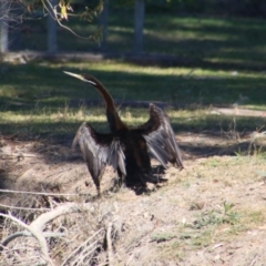 Anhinga novaehollandiae (Australasian Darter) at Walgett, NSW - 3 Jul 2024 by MB