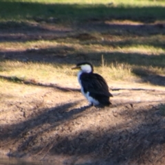 Microcarbo melanoleucos (Little Pied Cormorant) at Walgett, NSW - 3 Jul 2024 by MB