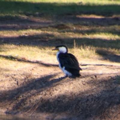 Microcarbo melanoleucos (Little Pied Cormorant) at Walgett, NSW - 3 Jul 2024 by MB