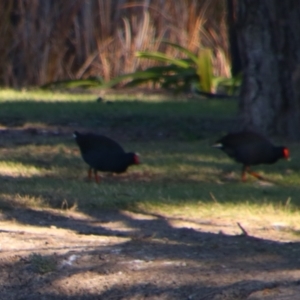 Gallinula tenebrosa at Walgett, NSW - 3 Jul 2024