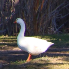 Anser anser (Greylag Goose (Domestic type)) at Walgett, NSW - 3 Jul 2024 by MB