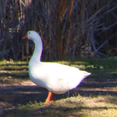 Anser anser (Greylag Goose (Domestic type)) at Walgett, NSW - 3 Jul 2024 by MB