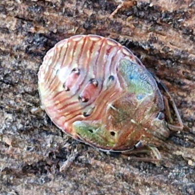 Amphaces sp. (genus) (Shield bug) at Sullivans Creek, Lyneham South - 3 Jul 2024 by trevorpreston