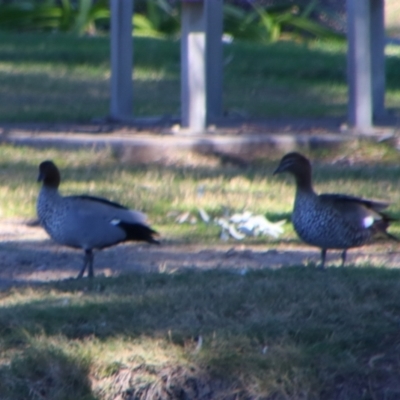 Chenonetta jubata (Australian Wood Duck) at Walgett, NSW - 3 Jul 2024 by MB