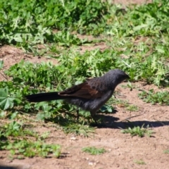 Struthidea cinerea (Apostlebird) at Walgett, NSW - 3 Jul 2024 by MB