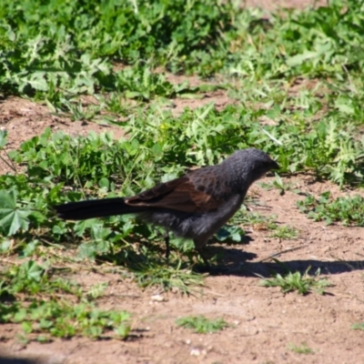 Struthidea cinerea (Apostlebird) at Walgett, NSW - 3 Jul 2024 by MB