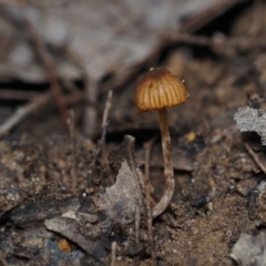 Unverified Fungus at BA124 - 23 Jun 2024 by Bushrevival