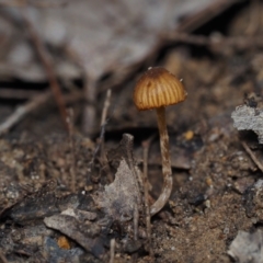 Unidentified Fungus at BA124 - 23 Jun 2024 by Bushrevival