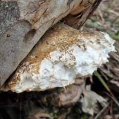 Laetiporus portentosus (White Punk) at West Goulburn Bushland Reserve - 3 Jul 2024 by trevorpreston