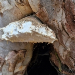 Laetiporus portentosus at West Goulburn Bushland Reserve - 3 Jul 2024