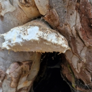 Laetiporus portentosus at West Goulburn Bushland Reserve - 3 Jul 2024