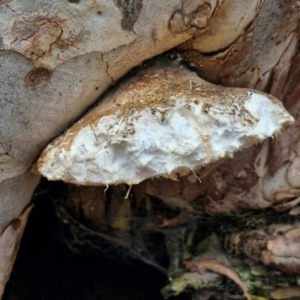 Laetiporus portentosus at West Goulburn Bushland Reserve - 3 Jul 2024