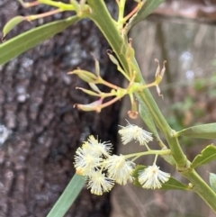 Acacia suaveolens (Sweet Wattle) at Red Head Villages Bushcare - 3 Jul 2024 by Clarel