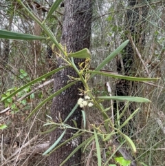 Acacia suaveolens at Red Head Villages Bushcare - 3 Jul 2024 12:24 PM