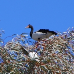 Anseranas semipalmata (Magpie Goose) at Walgett, NSW - 3 Jul 2024 by MB