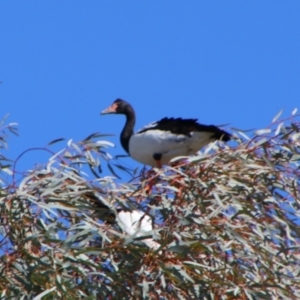 Anseranas semipalmata at Walgett, NSW - 3 Jul 2024