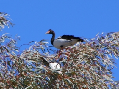 Anseranas semipalmata (Magpie Goose) at Walgett, NSW - 3 Jul 2024 by MB