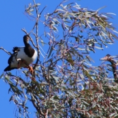 Anseranas semipalmata at Walgett, NSW - 3 Jul 2024