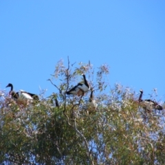 Anseranas semipalmata at Walgett, NSW - 3 Jul 2024