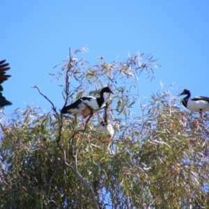 Anseranas semipalmata at Walgett, NSW - 3 Jul 2024