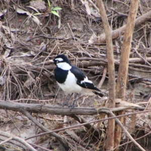 Grallina cyanoleuca at Walgett, NSW - 3 Jul 2024 01:48 PM