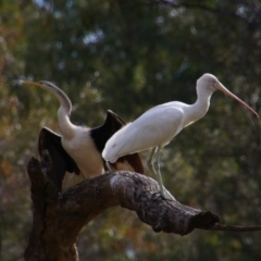 Platalea flavipes (Yellow-billed Spoonbill) at Walgett, NSW - 3 Jul 2024 by MB