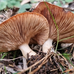 zz agaric (stem; gills not white/cream) at West Goulburn Bushland Reserve - 3 Jul 2024