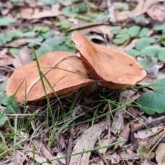 zz agaric (stem; gills not white/cream) at West Goulburn Bushland Reserve - 3 Jul 2024