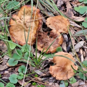 zz agaric (stem; gills not white/cream) at West Goulburn Bushland Reserve - 3 Jul 2024