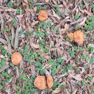 zz agaric (stem; gills not white/cream) at West Goulburn Bushland Reserve - 3 Jul 2024