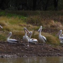 Pelecanus conspicillatus (Australian Pelican) at Walgett, NSW - 3 Jul 2024 by MB