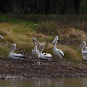 Pelecanus conspicillatus at Walgett, NSW - 3 Jul 2024