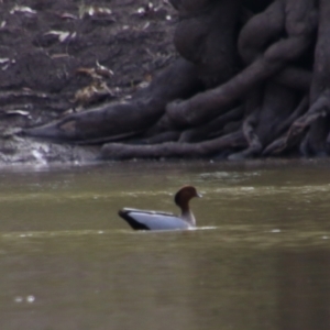 Chenonetta jubata at Walgett, NSW - 3 Jul 2024