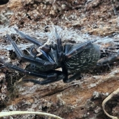 Badumna insignis (Black House Spider) at West Goulburn Bushland Reserve - 3 Jul 2024 by trevorpreston