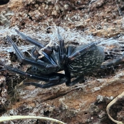 Badumna insignis (Black House Spider) at West Goulburn Bushland Reserve - 3 Jul 2024 by trevorpreston