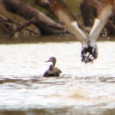 Anas superciliosa (Pacific Black Duck) at Walgett, NSW - 3 Jul 2024 by MB