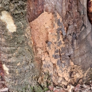 Xylodon australis at West Goulburn Bushland Reserve - 3 Jul 2024