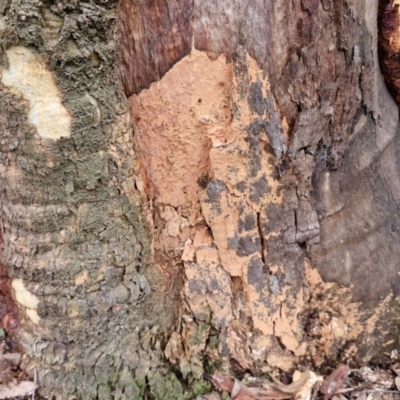 Xylodon australis at West Goulburn Bushland Reserve - 3 Jul 2024 by trevorpreston