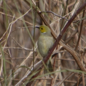 Ptilotula penicillata at Walgett, NSW - 3 Jul 2024