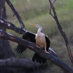 Anhinga novaehollandiae at Walgett, NSW - 3 Jul 2024 02:25 PM