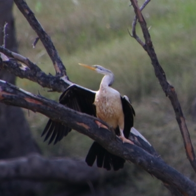 Anhinga novaehollandiae (Australasian Darter) at Walgett, NSW - 3 Jul 2024 by MB