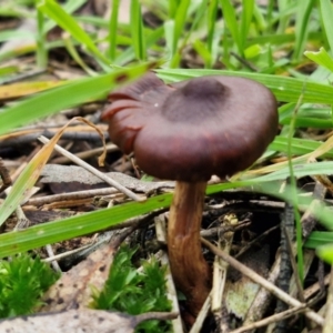 Cortinarius sp. at West Goulburn Bushland Reserve - 3 Jul 2024