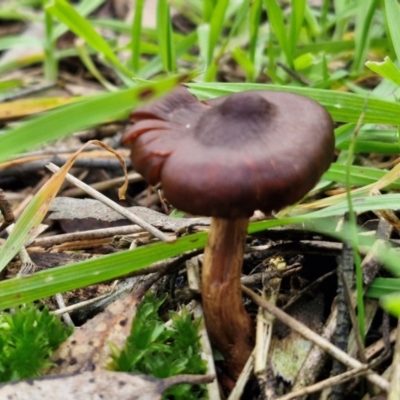 Cortinarius sp. (Cortinarius) at West Goulburn Bushland Reserve - 3 Jul 2024 by trevorpreston