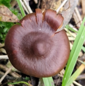 Cortinarius sp. at West Goulburn Bushland Reserve - 3 Jul 2024