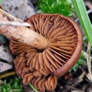 Cortinarius sp. at West Goulburn Bushland Reserve - 3 Jul 2024